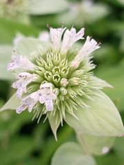 Pycnanthemum setosum