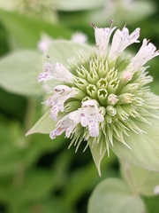 Pycnanthemum setosum