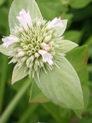 Pycnanthemum setosum