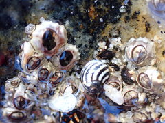 Echinolittorina aspera