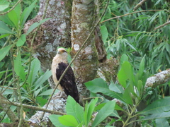 Daptrius chimachima cordatus