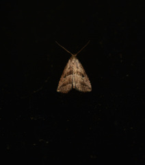 Hypenodinae