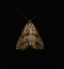 Hypenodinae