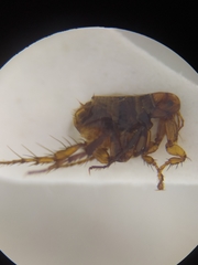 Pulicidae