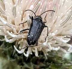 Acmaeops pratensis