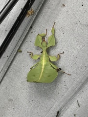Phylliidae