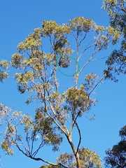 Eucalyptus microcorys