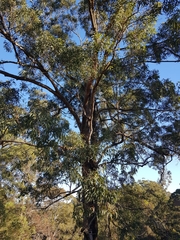 Eucalyptus microcorys