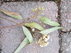 Eucalyptus microcorys