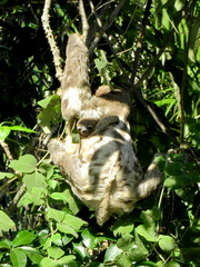 Bradypus variegatus tapajoensis