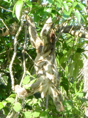 Bradypus variegatus tapajoensis