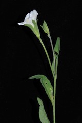 Bouchetia erecta