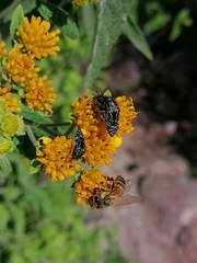 Acmaeodera mudgei