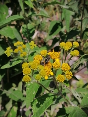 Acmaeodera mudgei