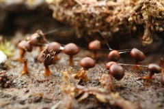 Diderma subasteroides