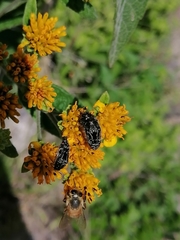 Acmaeodera mudgei