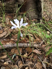 Iris longipetala
