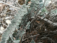 Astrolepis crassifolia