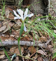 Iris longipetala