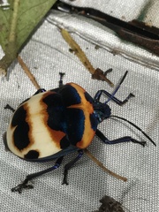 Poecilocoris latus