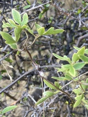 Clematis forsteri
