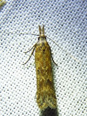 Dichomeris ligulella