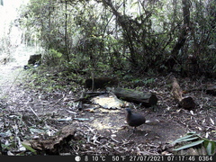 Crypturellus obsoletus