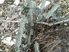 Astrolepis crassifolia