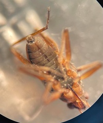 Microvelia americana