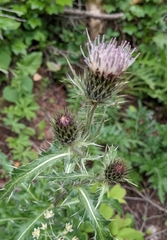 Cirsium centaureae