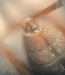 Microvelia americana