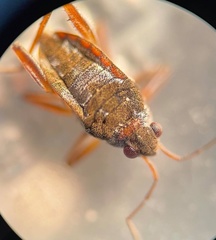 Microvelia americana