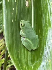 Zhangixalus schlegelii