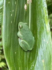 Zhangixalus schlegelii