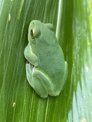 Zhangixalus schlegelii