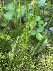 Lycopodium lagopus