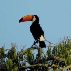 Ramphastos toco toco