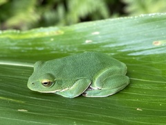 Zhangixalus schlegelii