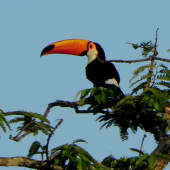 Ramphastos toco toco