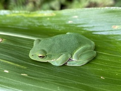Zhangixalus schlegelii