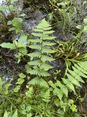 Dryopteris × boottii
