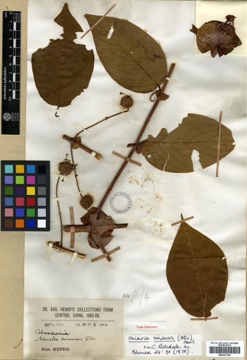 Uncaria sinensis