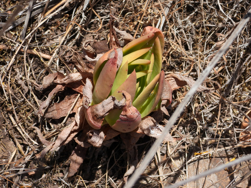 Dudleya candelabrum