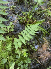 Dryopteris × boottii