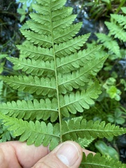 Dryopteris × boottii