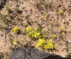 Lepidium flavum
