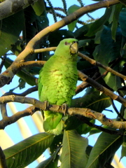 Graydidascalus brachyurus