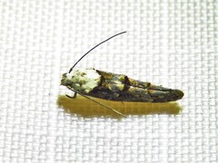 Mompha murtfeldtella