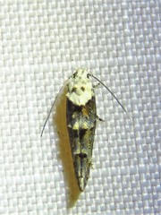 Mompha murtfeldtella