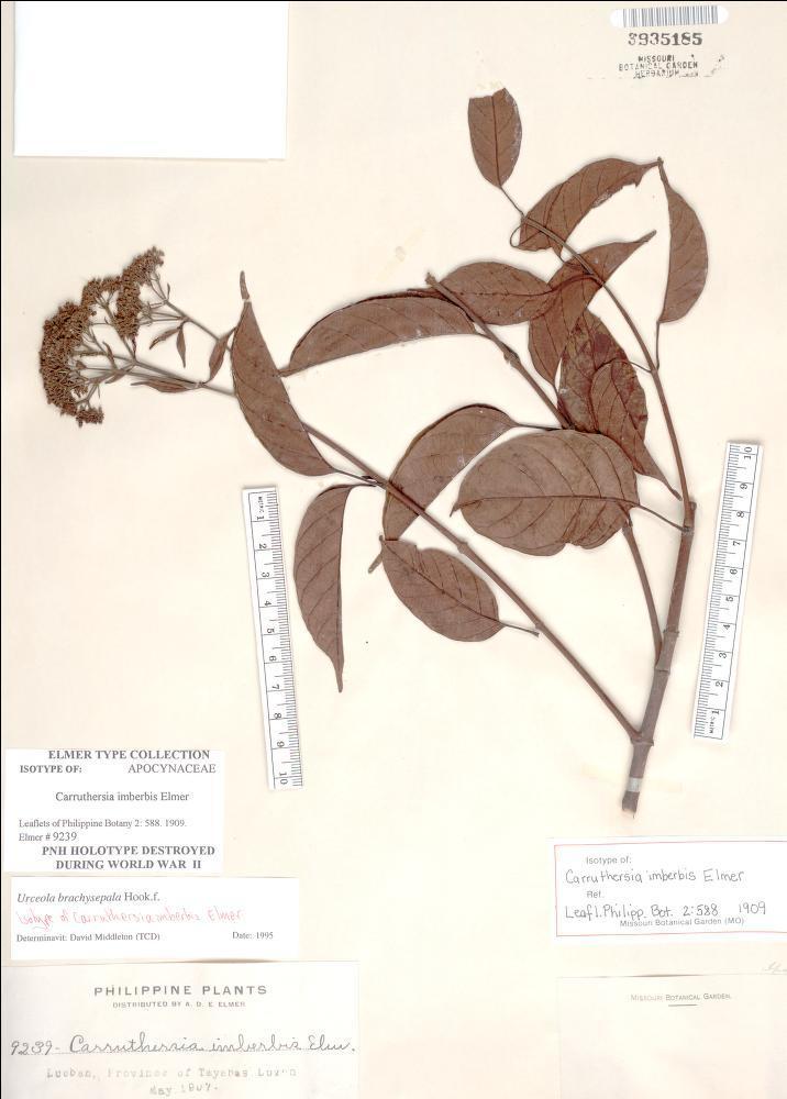 Urceola brachysepala